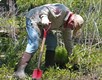 Volunteer worker bent over pulling invasive weeds in the forest preserve 