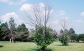 eab-crown-dieback