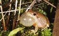 frog-monitoring
