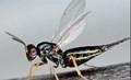 parasitic-wasp-macro