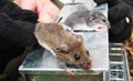white-footed-mice