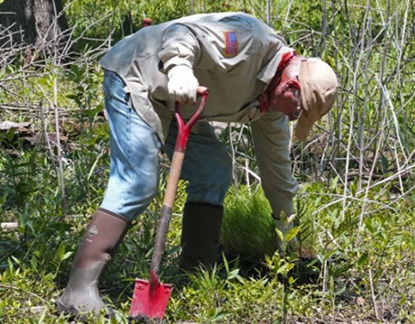 Volunteer worker bent over pulling invasive weeds in the forest preserve 