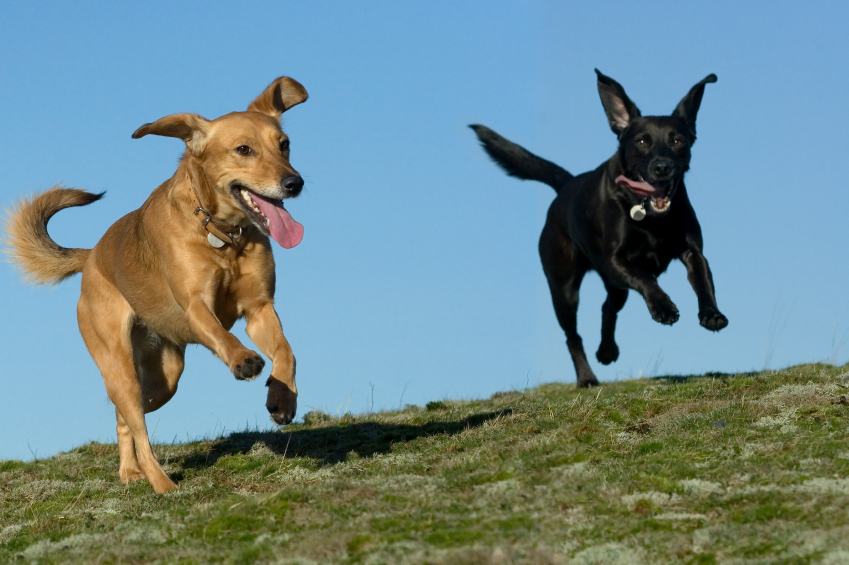 running dogs