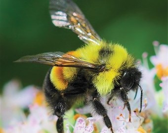 RustyPatchedBumblebee-DanMullen-Flickr-RGB-Small