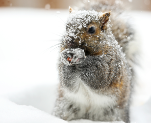 Squirrel in the snow