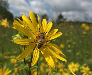 Rollins Savanna