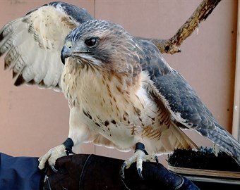 Red-tailedhawk1