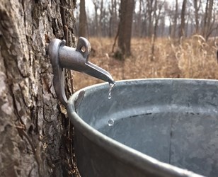 Group of parents and children standing in the woods, tapped maple syrup from a tree.