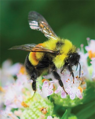 RustyPatchedBumblebee-DanMullen-Flickr-RGB-Small