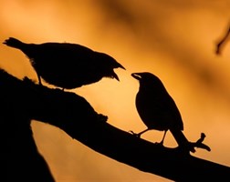 _TWE14220_Bird_pair_sunset_silhouettes