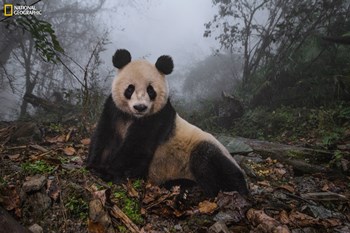 07_NG_Greatest_Wildlife_Ami_Vitale_NationalGeographic_2432542_credit_Ami_Vitale