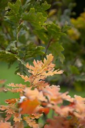OAKtober-20221002-©JustineNeslund-10