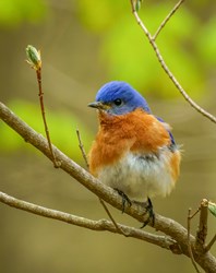 2020_05_TE_Eastern_Bluebird_TWE16109
