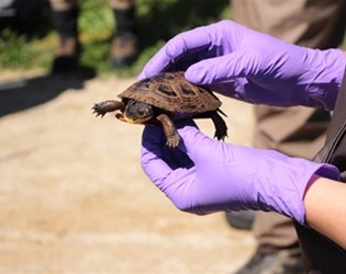 Photo of hands holding a Blanding's turtle