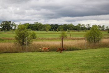 Dog_Park_Image