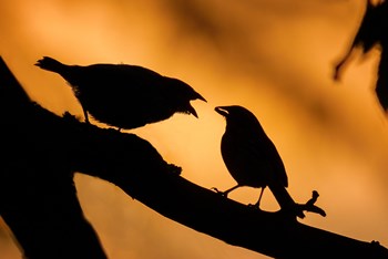 _TWE14220_Bird_pair_sunset_silhouettes