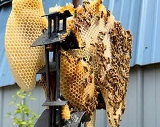 Bee_Crop