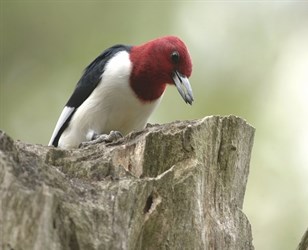 RedheadedWoodpecker-iStock