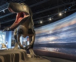 Dryptosaurus in Dunn Museum