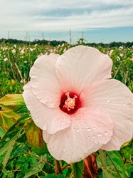 hibiscus