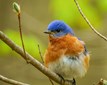 2020_05_TE_Eastern_Bluebird_TWE16109