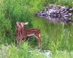 20220626-BuffaloCreek-Dahai_Zang-topaz-denoise-CMYK