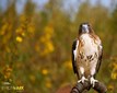 Photo_Ark_Image_of_Ryerson_Hawk