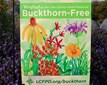 BUCKTHORN-20221005-GardenFlag-Edited