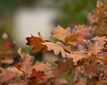 OAKtober-20221002-©JustineNeslund-9