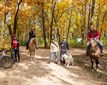 Equestrians,_Cyclists___Dog_Walkers