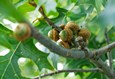 Acorns-SPBL-Summer2025-©TimElliott