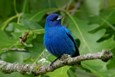 Indigo_Bunting_1-©Paco_Luengo-1-Edit-Small