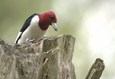 RedheadedWoodpecker-iStock