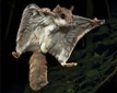 Southern Flying Squirrel photo taken by Joe McDonald