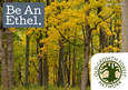 Web_Event-OldGrowth