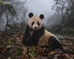08_NG_Greatest_Wildlife_Randy_Olson_NationalGeographic_2432808