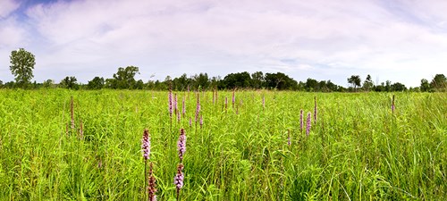 Spring_Bluff_Forest_Preserve