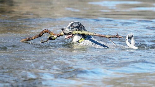 hero-dog-parks-1