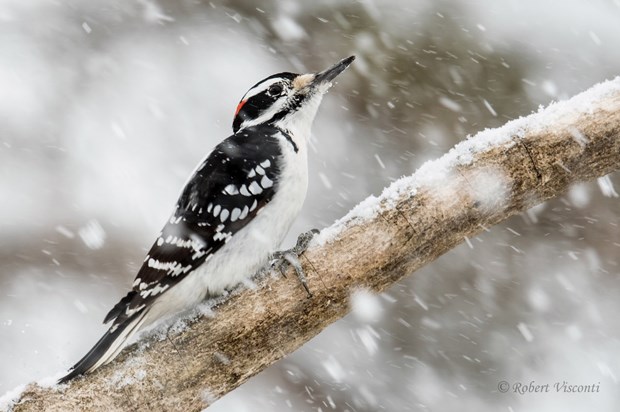 Photo of a Hairy Woodpecker