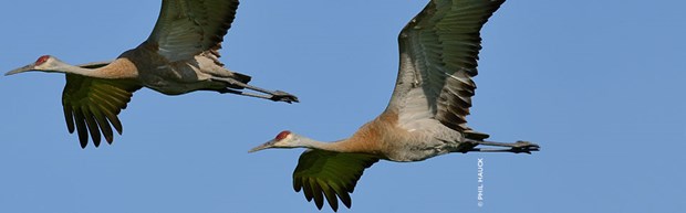 sandhill-cranes_homepage-slideshow