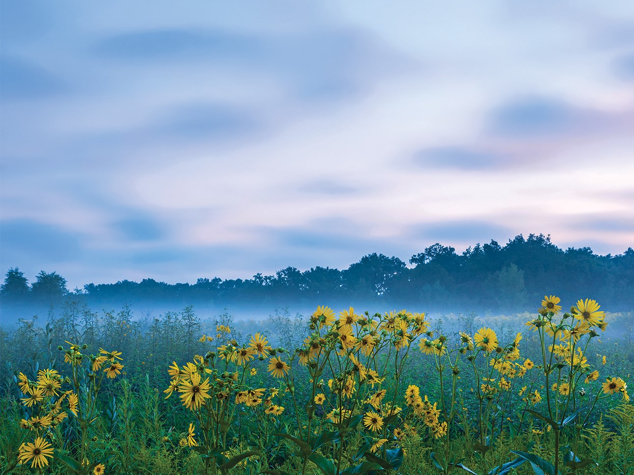 Purple and blue clouds set over a hazy field of wildflowers.