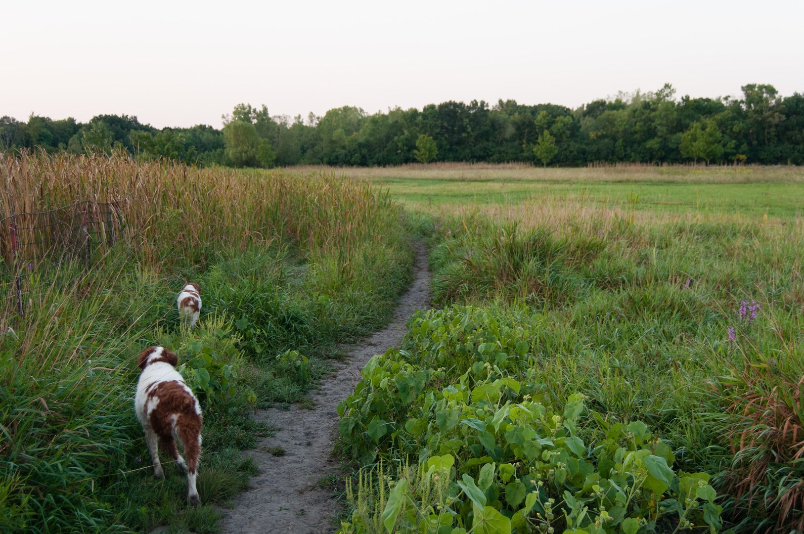 Dogs running on trail at Prairie Wolf Off-Leash Dog Area
