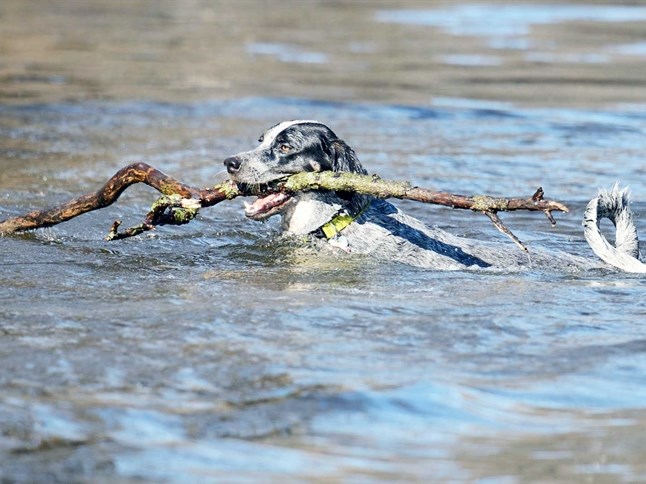 Image of Dog In water with Stick