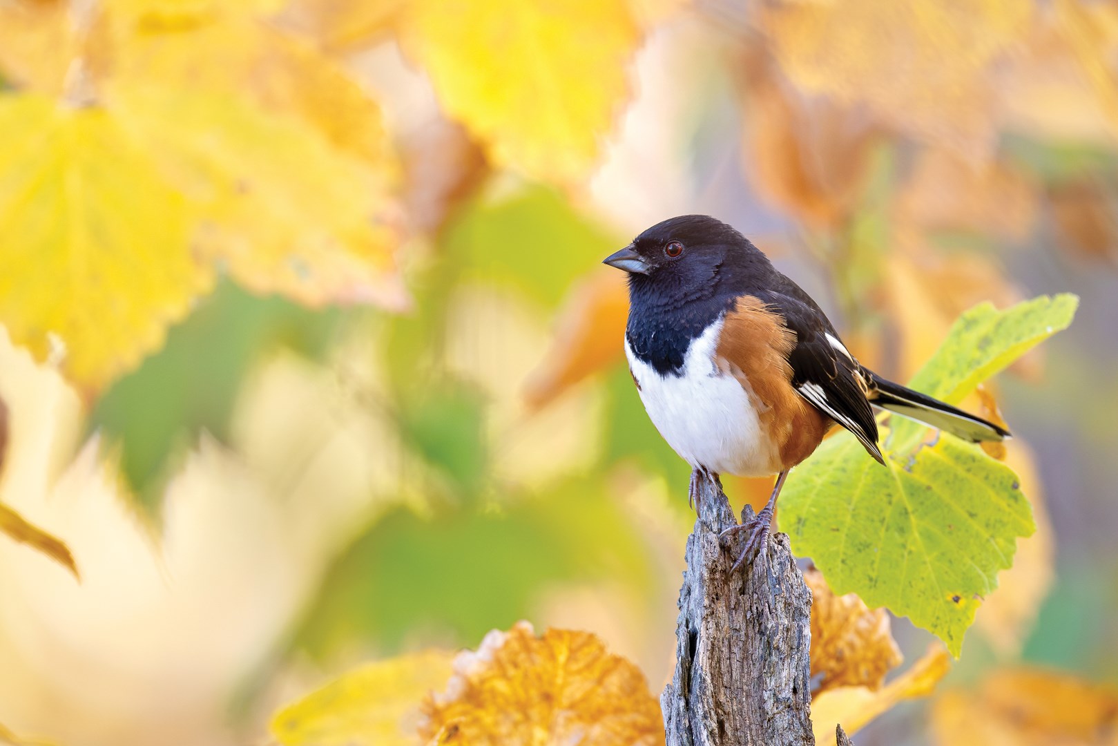 Small black, white and orange colored bird sitting on a branch surrounded by fall colored leaves.