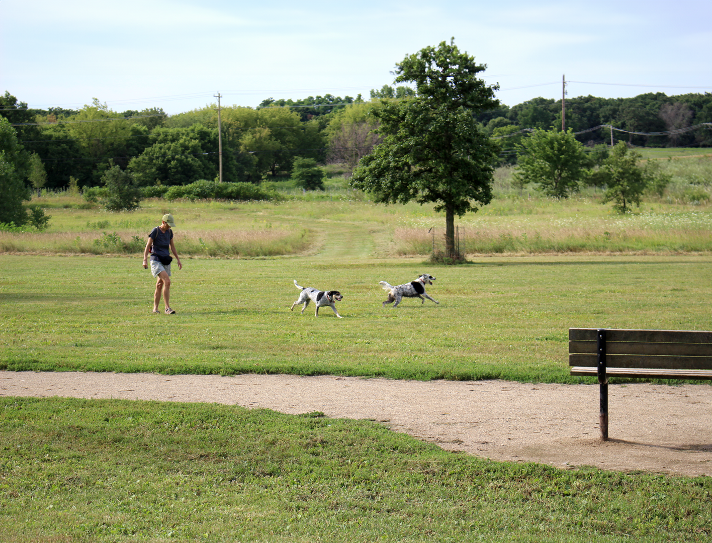 Two dogs running through grassy area at Off-Leash Dog Area