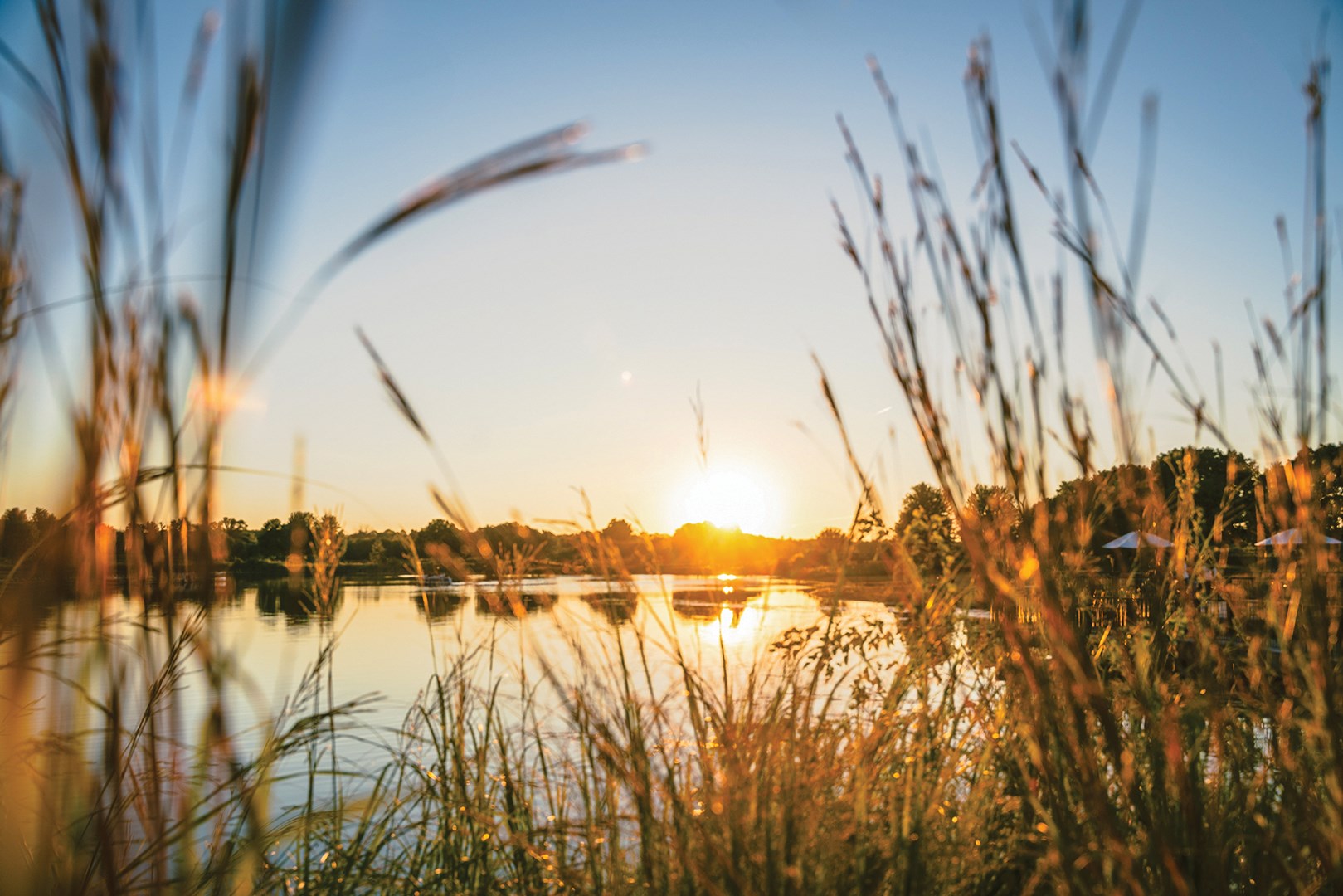 Sunrise over a lake with sunlit cattails surrounding the lake.