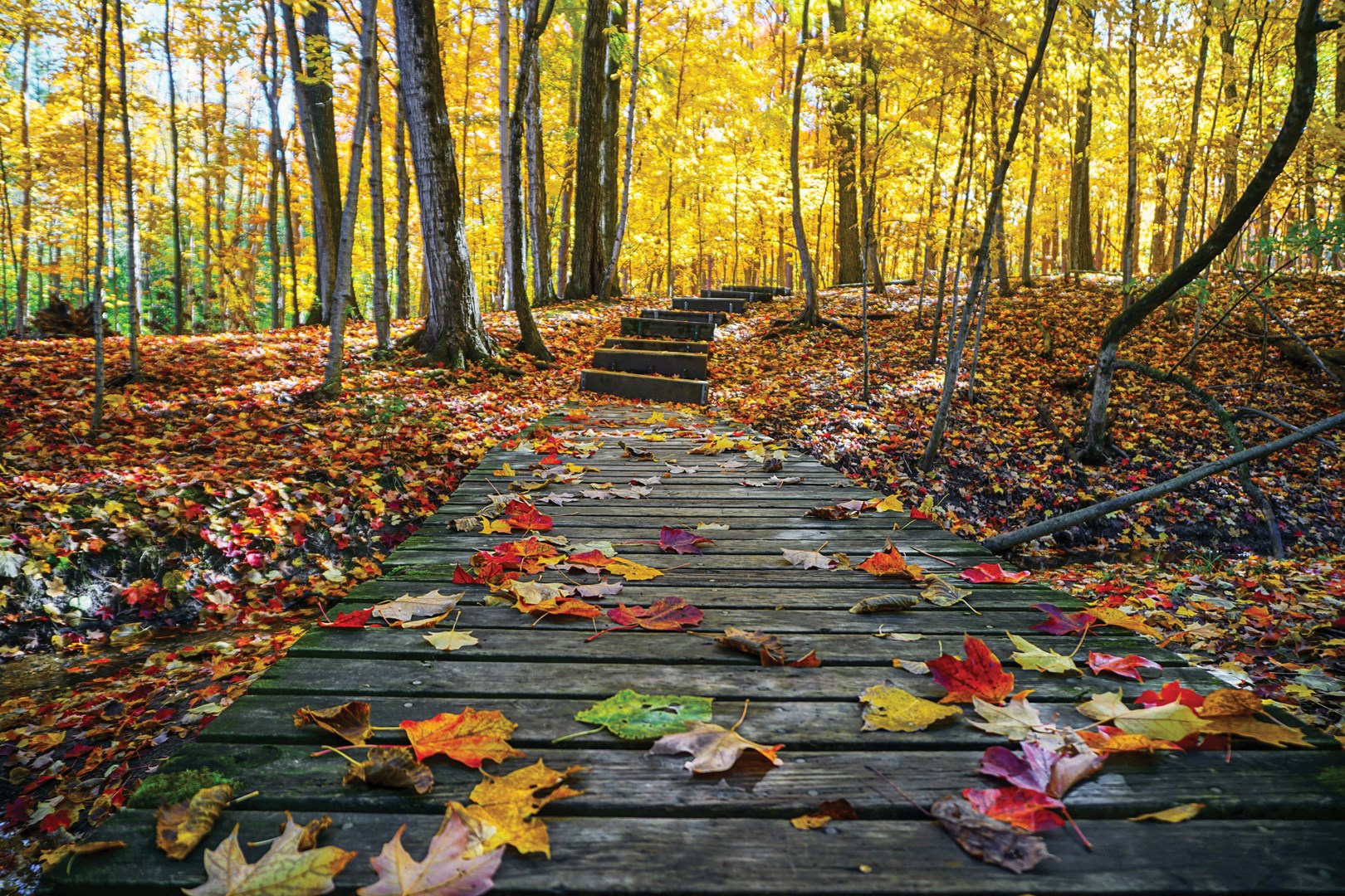 Wooden bridge and stairs winding through fall colored leaves.