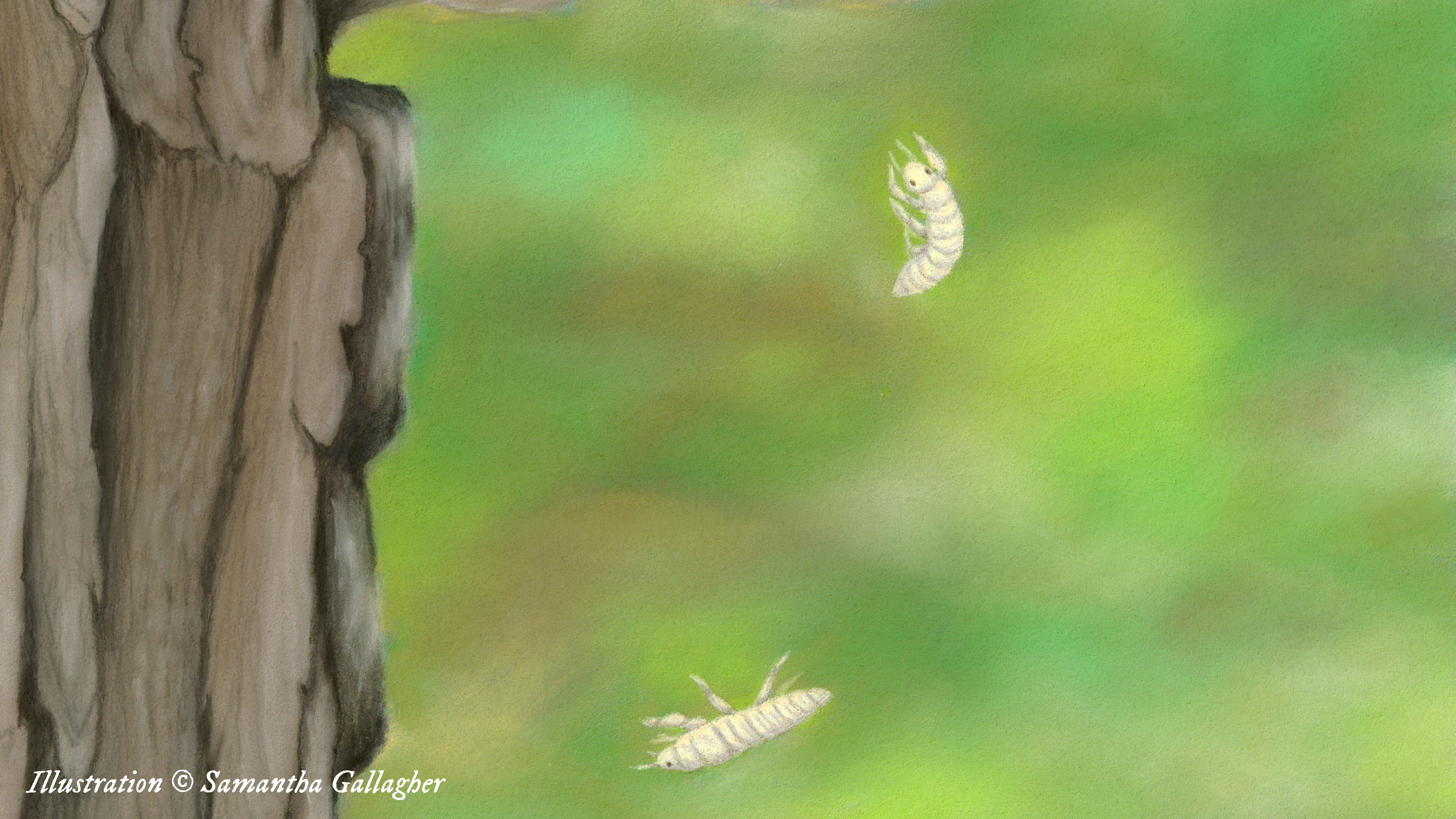 Image of cicada nymphs falling from a tree branch shortly after hatching