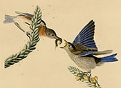 Bluebird (Audubon)