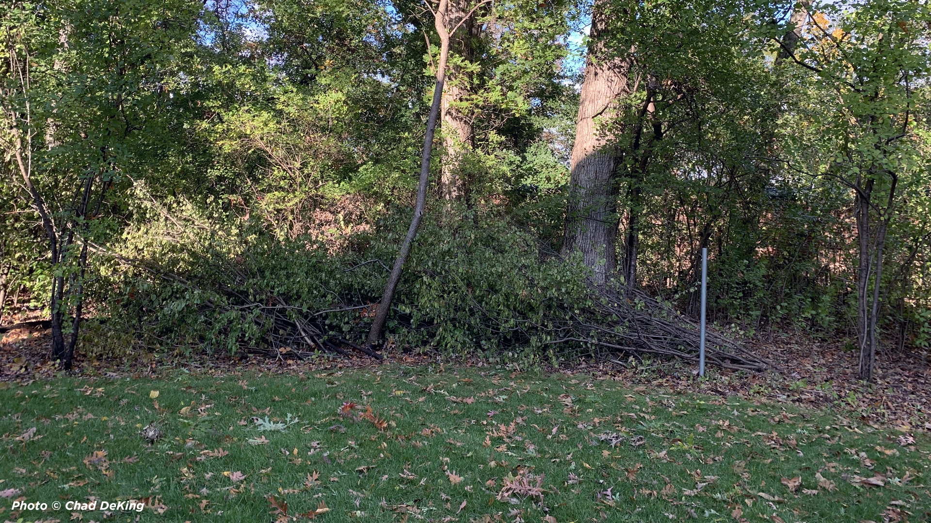 View of a backyard invaded by buckthorn.